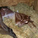 Palermo, anziano ucciso dal calcio di una cavalla partoriente