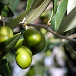 Favara, sviluppo territoriale con il Distretto Bio