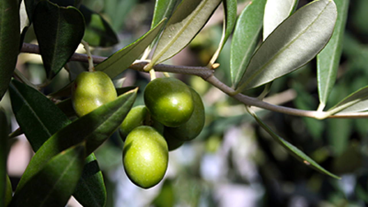 Favara, sviluppo territoriale con il Distretto Bio
