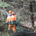 Comparto forestale calatino, Consiglio approva il riordino