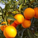 La Sicilia che ce la fa è quella delle eccellenze