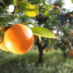 Arance rosse, il coronavirus fa saltare la missione in Cina