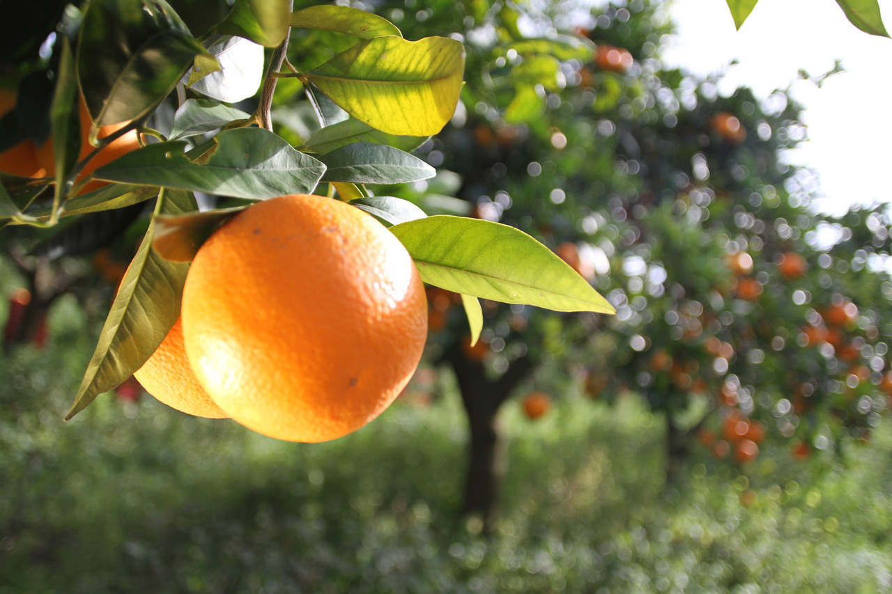 Arance rosse, il coronavirus fa saltare la missione in Cina Arance rosse, il coronavirus fa saltare la missione in Cina