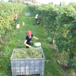 Caporalato, ok a Piano nazionale di contrasto in agricoltura