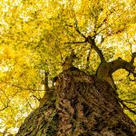 A Gela la prima oasi “mangia-smog”