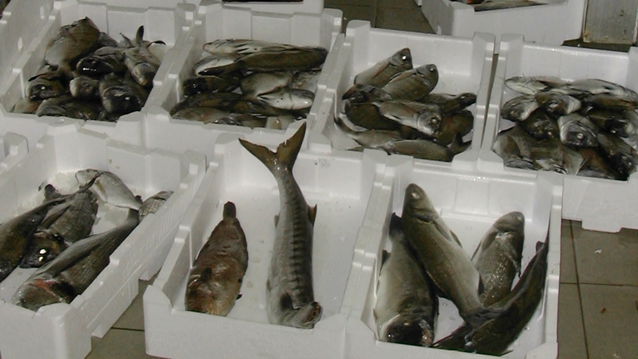 Emergenza “pesce abusivo” al Mercato di Trapani