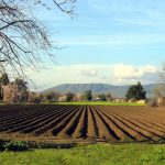 Ismea, under 41, in Sicilia messi all’asta 126 terreni agricoli