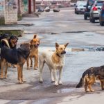 Randagismo, tante le iniziative del Comune di Marsala