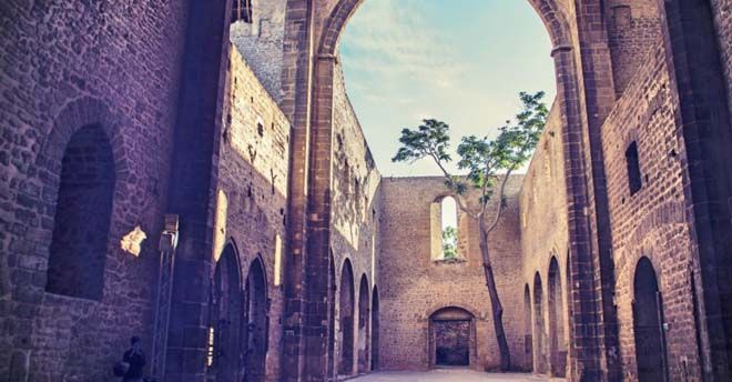 Palermo, da abbattere l’albero di Alianto cresciuto dentro la chiesa dello Spasimo Palermo, da abbattere l’albero di Alianto cresciuto dentro la chiesa dello Spasimo