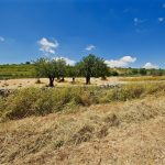 Maggiori controlli delle aree coltivate in provincia di Siracusa