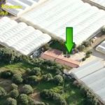 Partinico, scoperta maxi piantagione marijuana vicino al Santuario