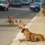 Contrasto del randagismo a Palermo, siglato protocollo tra Comune e Asp