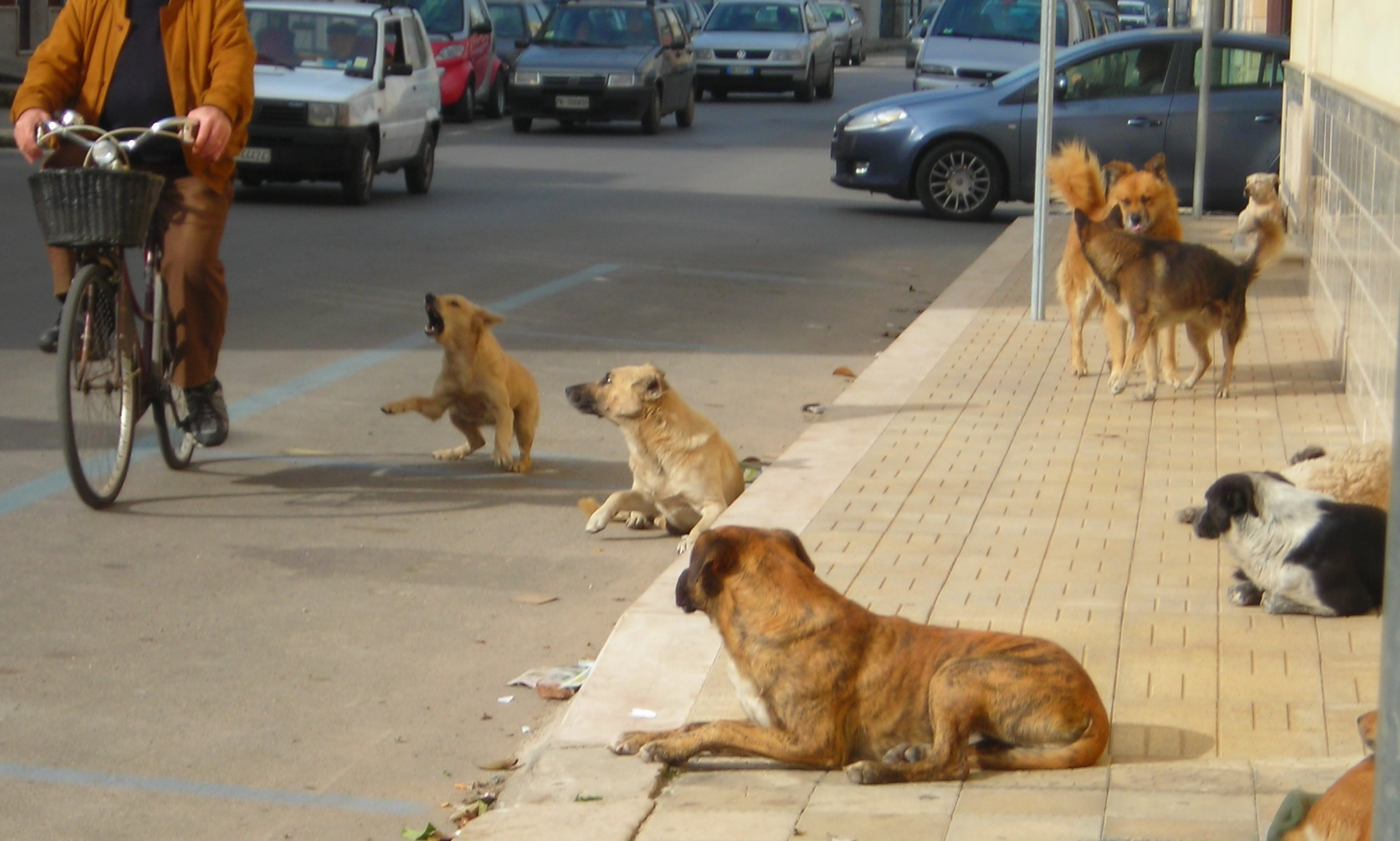 Contrasto del randagismo a Palermo, siglato protocollo tra Comune e Asp