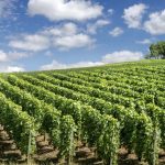 Ocm Vino, riconversione vigneti, pioggia di finanziamenti