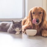 Coronavirus, agli amici a quattro zampe restano garantiti cibo e cure sanitarie