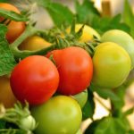 Cia, l’impegno di donne e giovani agricoltori per portare i prodotti “dai campi alle tavole”