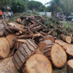 A Paceco esplode la polemica per il taglio di alberi sani
