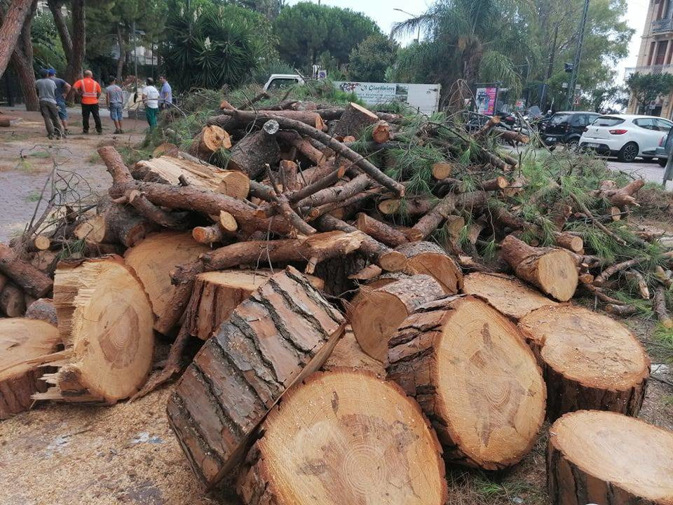 A Paceco esplode la polemica per il taglio di alberi sani
