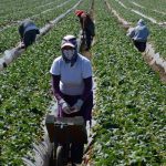 Braccianti stranieri tra nero e fuga dai campi