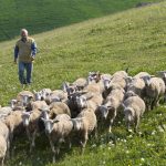 Valorizzazione dei prodotti del settore ovino