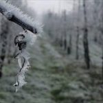 Agricoltura, danni in tutta Italia per le gelate fuori stagione
