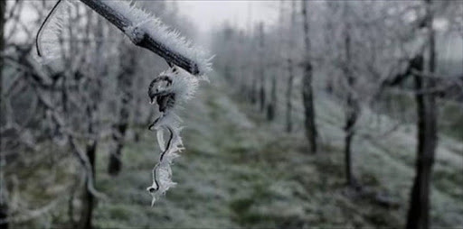 Agricoltura, danni in tutta Italia per le gelate fuori stagione