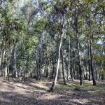 Piazza Armerina pensa già al dopo coronavirus