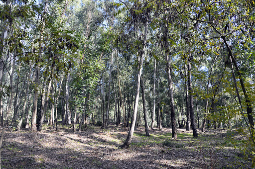 Piazza Armerina pensa già al dopo coronavirus