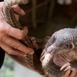 Wwf Italia all’Oms “Chiudere  i mercati di animali selvatici”