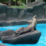 Zoo e acquari in ginocchio, la protesta del settore “Gli animali non vanno in cassa integrazione”