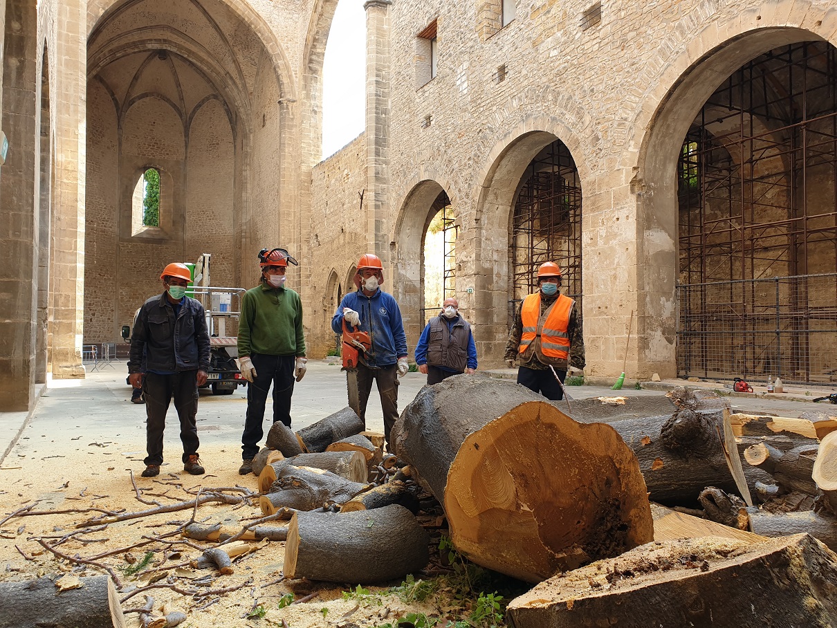 Palermo, abbattuto lo storico albero nella chiesa dello Spasimo