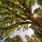 “Climate positive” , l’ingresso al concerto si paga in alberi