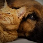 Bonus animali domestici 2023, novità per chi ha cani e gatti