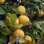 Clima sempre più “pazzo” in Sicilia, limoni fioriti in anticipo per il caldo anomalo