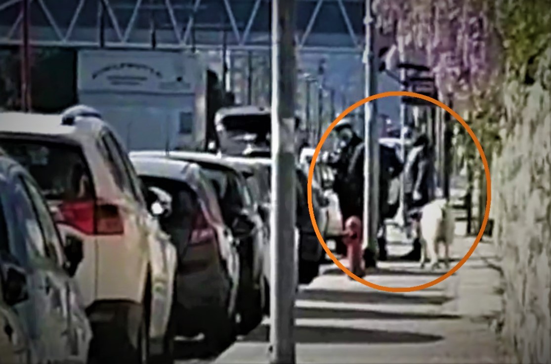 Coronavirus, Palermo, a passeggio con … la pecora