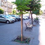 Catania, una “mano di verde” con 250 nuovi alberi