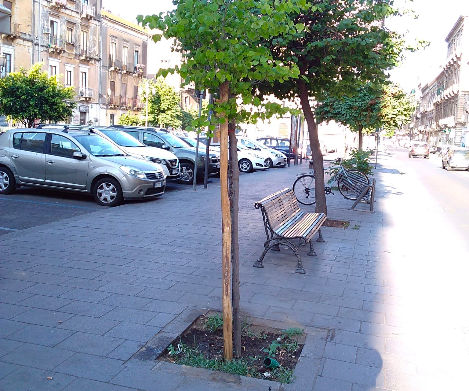 Catania, una “mano di verde” con 250 nuovi alberi
