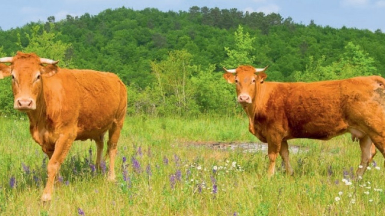 Coronavirus, a Bronte allevatori esentati dal canone di occupazione