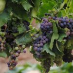 Viticoltura, a Gibellina tavolo tecnico per soluzioni