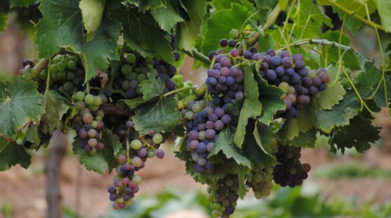 Viticoltura, a Gibellina tavolo tecnico per soluzioni