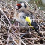 Piano antibracconaggio, in Sicilia 200 controlli a tutela dell’avifauna