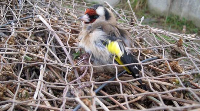 Piano antibracconaggio, in Sicilia 200 controlli a tutela dell’avifauna