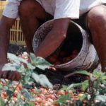 Regolarizzazione, Teresa Bellanova scrive a Nunzia Catalfo