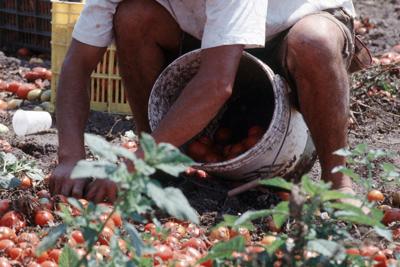 Regolarizzazione, Teresa Bellanova scrive a Nunzia Catalfo