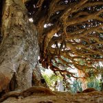 L’Orto botanico di Palermo torna ad accogliere i visitatori