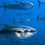 Pesca, per colpa dell’Ue è mattanza. Tra gli imprenditori