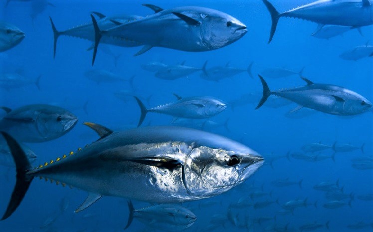 Pesca, per colpa dell’Ue è mattanza. Tra gli imprenditori