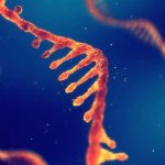 Ricerca, ecco come si propaga l’informazione giusta nelle cellule