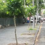 Catania, alberi, altre vie e piazze “si vestono” di verde