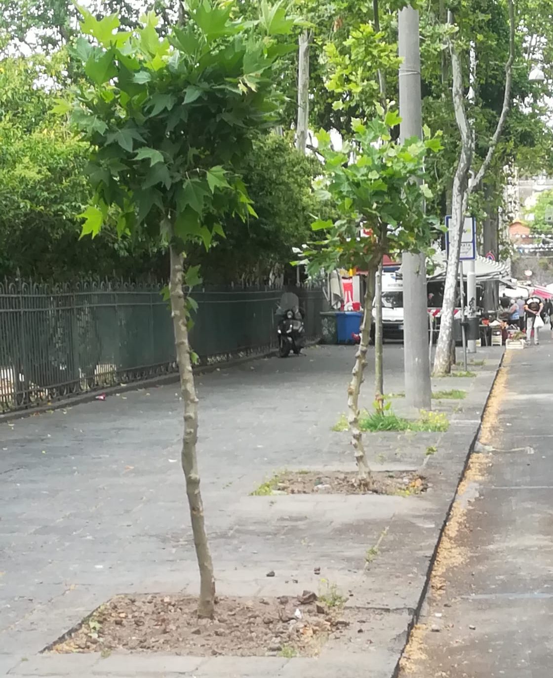 Catania, alberi, altre vie e piazze “si vestono” di verde Catania, alberi, altre vie e piazze “si vestono” di verde